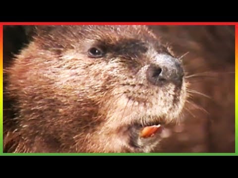 🐒 Zoboomafoo 112 - Homes | Animal shows for kids | Full Episodes | HD 🐒