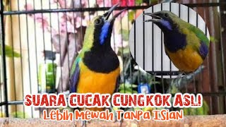 Download lagu Suara Asli Cucak Cungkok Tanpa Isian Tembakan Rapat mp3