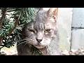 Grumpy old street cat has hilarious reaction to kindness
