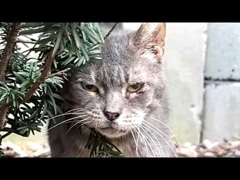Grumpy old street cat has hilarious reaction to kindness