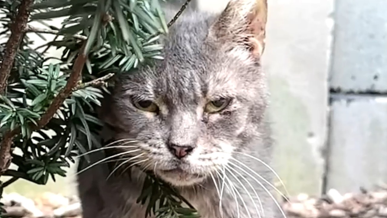 Grumpy old street cat has hilarious reaction to kindness