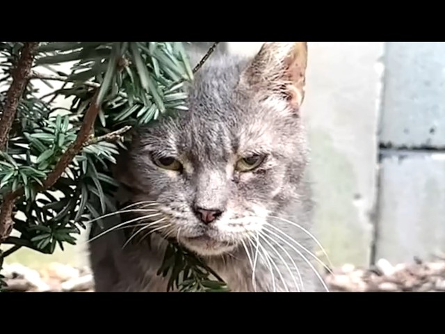 Grumpy old street cat has hilarious reaction to kindness