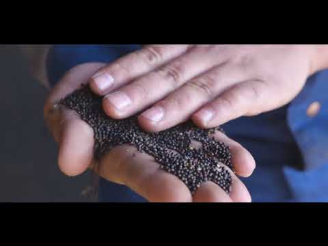 Rapiță Pioneer® Sclerotinia Protector