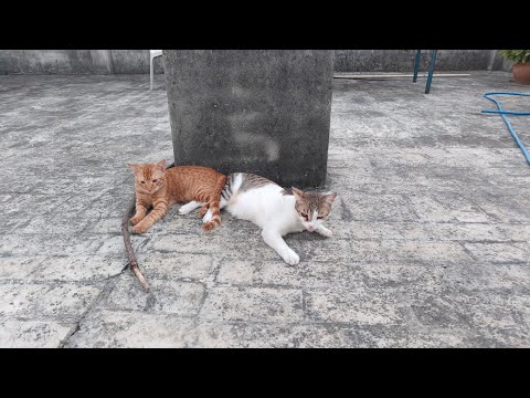 Bittu and Mittu #cat #trending #viral#catlover #cutepet #cutecat #shorts