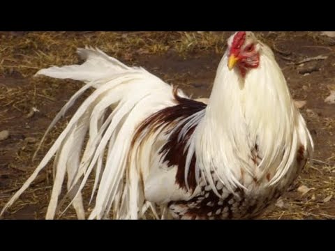 , title : 'The Beautiful and Friendly Yokohama Chicken: A Unique Addition to Your Backyard Flock'