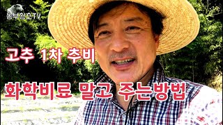 #7 고추재배 / 1차추비 화학비료 말고 친환경 비료 액비로 간단 해결