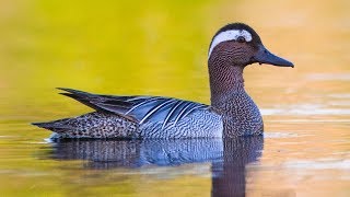 Download lagu Птицы России 2 - На реках и озерах Подмосковья  С комментариями mp3