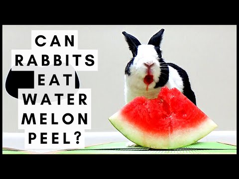 YouTube video about: Can rabbits have cheerios?