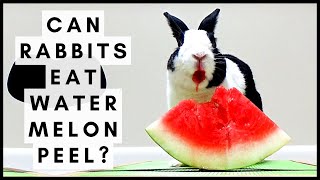 Can Rabbits Eat Watermelon Peel