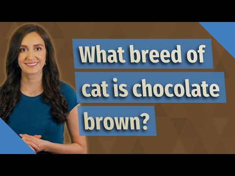 What breed of cat is chocolate brown?