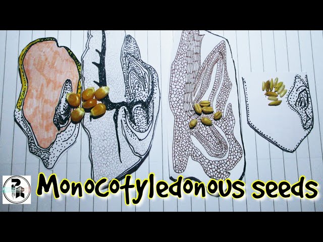 Video Pronunciation of coleoptile in English Video Pronunciation of coleoptile in English