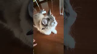 距離感って難しい #vlog #日常 #社会人 #猫のいる暮らし