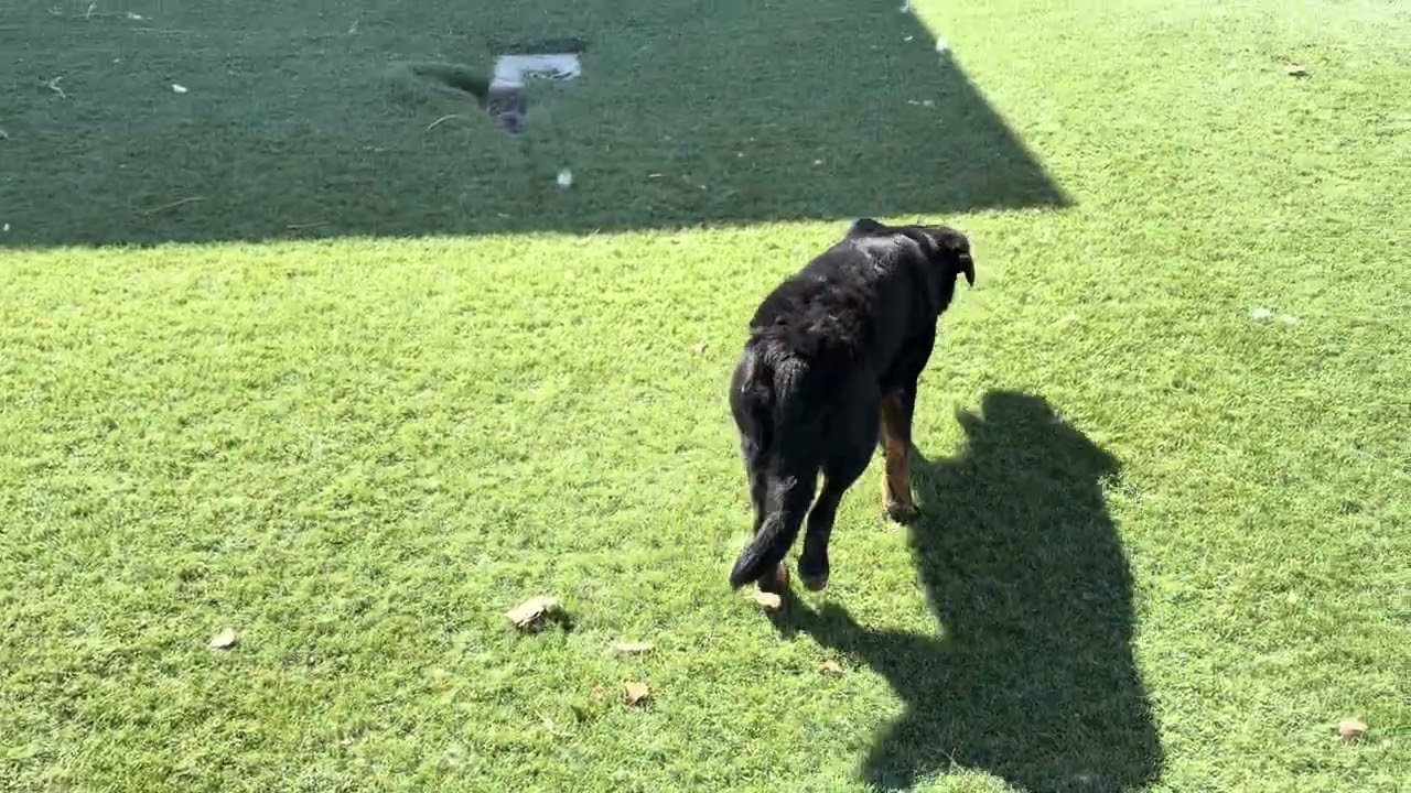 Enlarge PROSPERITY, a Adoptable mixed breed in Wasco, CA video 6/6