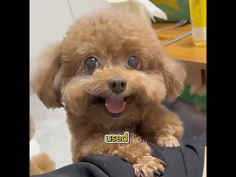 Have you ever seen such a messy little dog?#shuorts #pet #funny