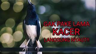 Download lagu Pancingan kacer ngeplong ini bikin kacer bahan langsung aktif bunyi!! mp3