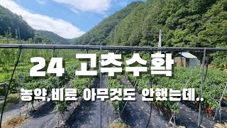 미쳤나. 왜이리 용감할까. 농약,비료 아무것도 안한. 24 고추수확