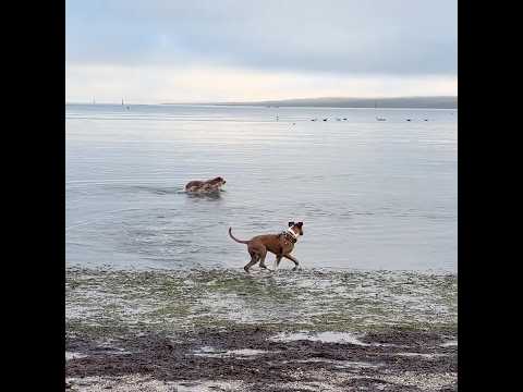 Dog play at the beach! #dogs #dogplaying #dogswimming #boxerdog