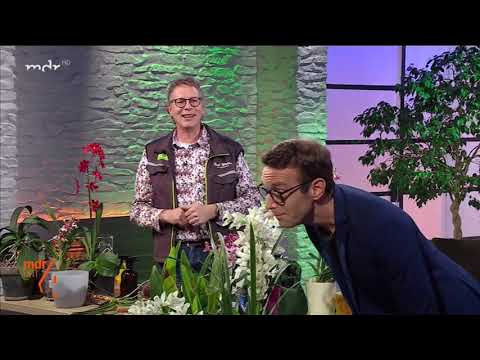 , title : 'Orchideenpflege: Tipps vom Profi 🌸🌹🌷'