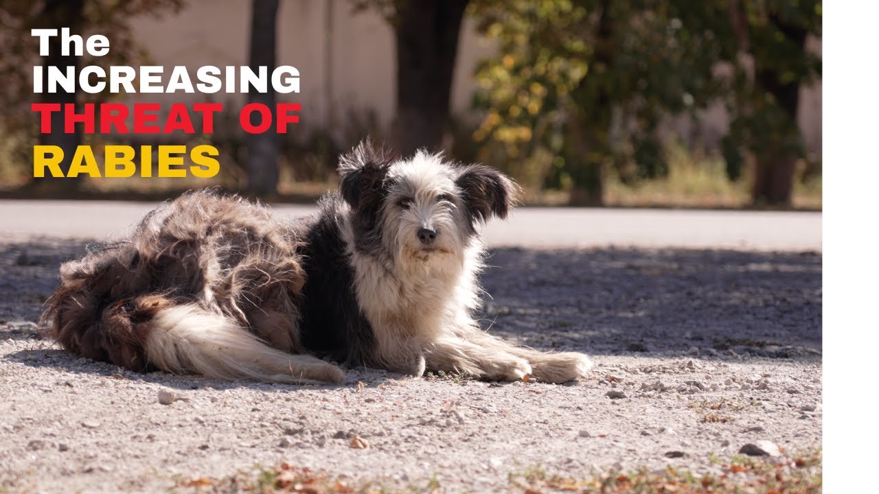 Ukraine: rabies is now an increasing threat in frontline regions