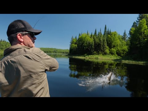 CES BROCHETS ATTAQUENT TOUT CE QU'ILS TROUVENT - Cyril Chauquet