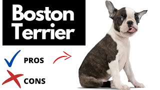 Boston Terrier Pros And Cons | The Good AND The Bad!!
