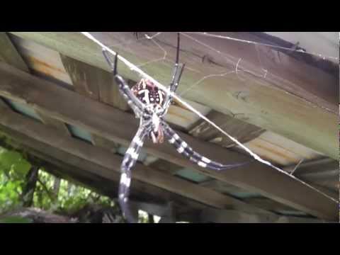 🐝 Tattered Japan Golden Orb Weaver Web - Genus Nephila - Real Japan Monsters