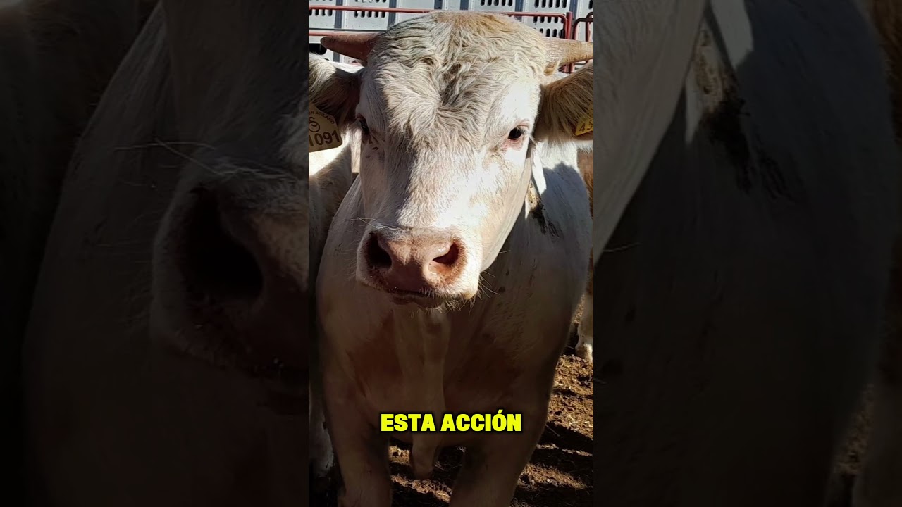 Por instrucción presidencial continuamos con la entrega de sementales de registro en Durango