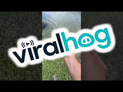 When Saving Ducks Goes Awry || ViralHog