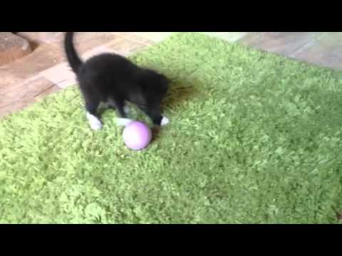 Kleine Shaylee sucht ein Zuhause