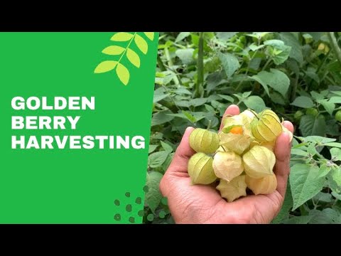 Golden Berry Harvesting