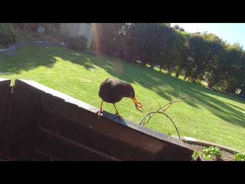 YouTube video about: How do you catch a unique bird?