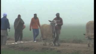 Takhanwadh Ox Race Part 1