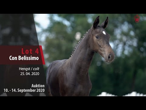 Online-Auktion v. 10.-14. September 2020 Lot 4 Con Belissimo  Hengst v. Conthargos-Baloubet du Rouet