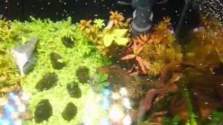 ralliart12&#39;s &quot;Garden by the Bed&quot;