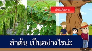 สื่อการเรียนการสอน หน้าที่และส่วนประกอบของลำต้นป.4วิทยาศาสตร์