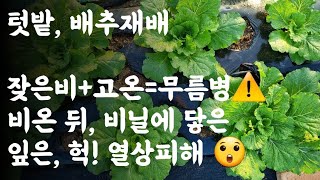 배추 무름병 주의 ⚠️ / 잦은비+고온=무름병 / 비온 뒤, 비닐에 닿은 잎은..헉! 열상피해  