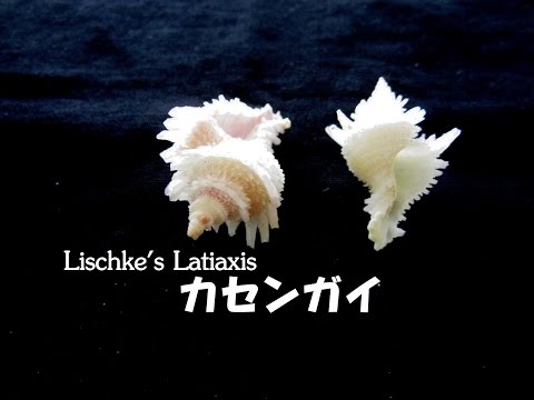 download lagu mp3 mp4 Latiaxis, download lagu Latiaxis gratis, unduh video klip Latiaxis