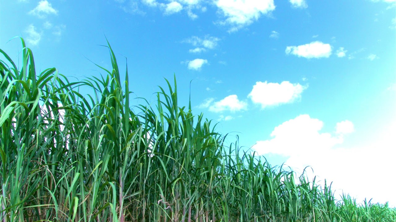 栫井加代子　さとうきび畑