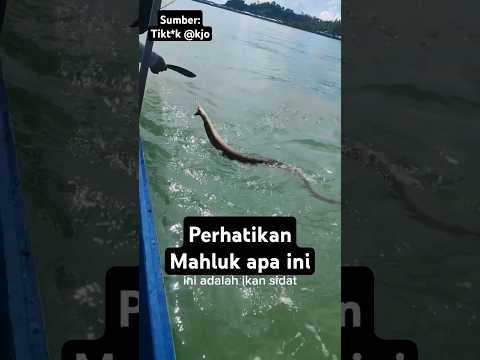bertarung dengan binatang buas di laut, begini endingnya !! #faktaunik #ikan #laut #mancing #fish