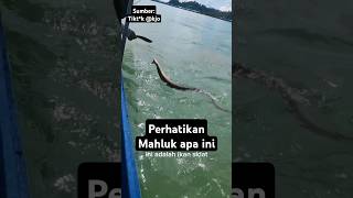 Download lagu bertarung dengan binatang buas di laut, begini endingnya !! #faktaunik #ikan #laut #mancing #fish mp3
