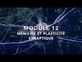 Module 12 : Plasticité Synaptique, Apprentissage et Mémoire - Cours Keane 17-20