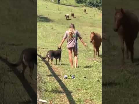 大好きな人にだけ見せる馬の特別な愛情表現がこちら…🐴❤️
