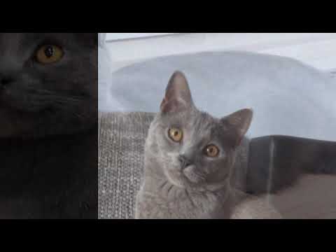 Být tu jen host / Petr spálený (Cover), Recorded a song - Milan Žemlička