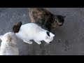 White Cat And His Two Girlfriends They Cats
