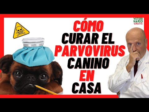 🔴 How to CURE a DOG from CANINE PARVOVIRUS at Home❣️ TREATMENT WITH HOME REMEDIES and MEDICATION