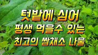 텃밭에 심어 삼겹살 드실때 쌈채소로 평생 먹을수 있는 베스트10 작물중 하나 참취나물 키우기