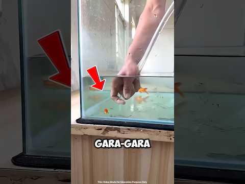 panik banget ikan kesayangan cowok ini tersedot pipa air