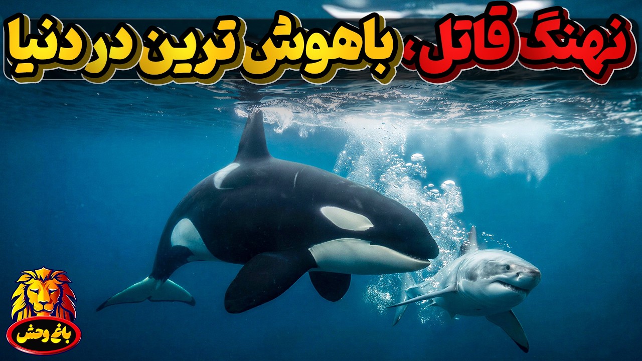 نهنگ قاتل ، شکارچی باهوش و برنامه ریزی که کوسه ها ازآنها وحشت دارند