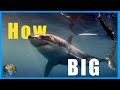 How Big can a Great White ACTUALLY get???