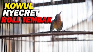Download lagu KOWUL GACOR NYECRET ROLL TEMBAK , KOLIBRI WULUNG FULL ISIAN !!!! mp3
